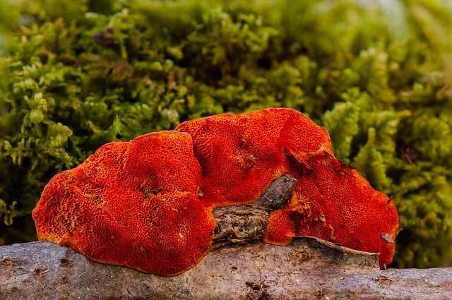 Hlíva a reishi – elixíry zdraví